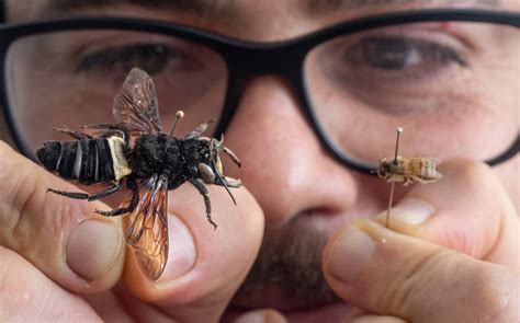 CSIRO welcomes the biggest bee in the world