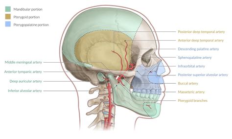 Back Of Neck Region Anatomy / Upper Back Pain Anatomy Of The Back The Pain Center Pain ...