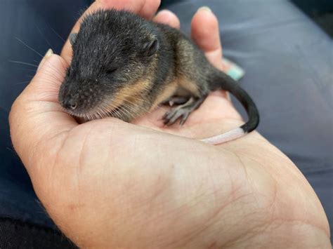 Rakali (Australian water rat) - Oyster Harbour Catchment Group