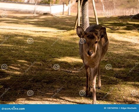 Sika deer at Nara Park stock photo. Image of deer, camera - 138760956