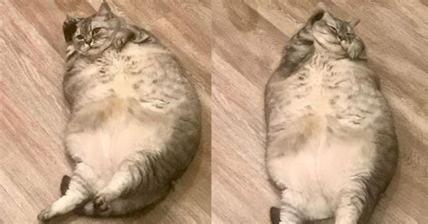 Owner of “World’s Fattest Cat” Battles Accusations of Animal Cruelty | Watercooler Topics ...