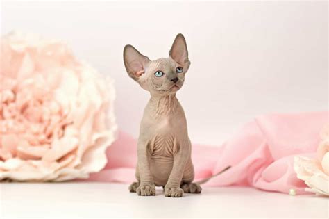 Elf Cat | Breed Information, Pictures, Characteristics & Care