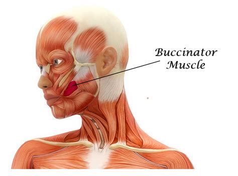 The Muscles of the Head, Trunk and Shoulders - SCIENTIST CINDY