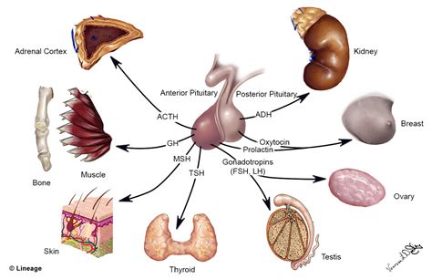 Pituitary (Hypophysis) - Endocrine - Medbullets Step 1