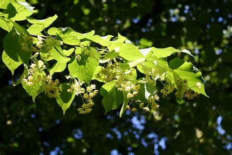 File:Lime tree.jpg - Wikipedia