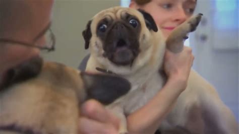 pug screaming x100 - YouTube