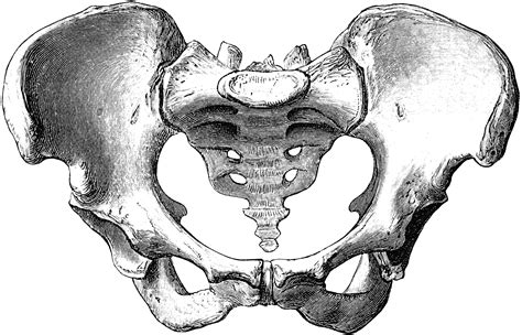 Female Pelvis | ClipArt ETC