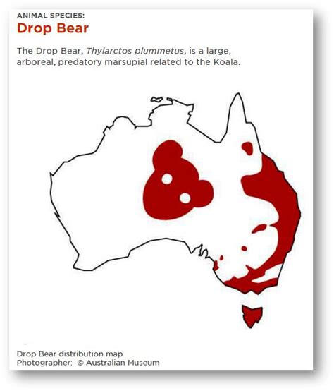 North Coast Voices: Drop Bear distribution map for the wary travellers ...