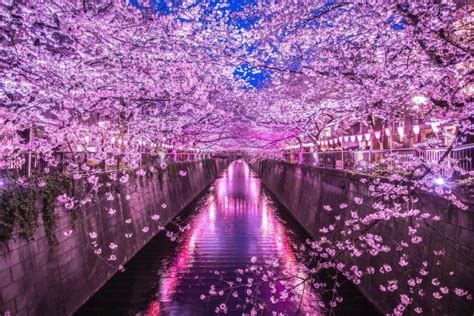 Cherry blossoms in Tokyo, Japan [1080x720][OS] : r/SpringPorn