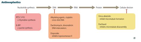 Antineoplastics Flashcards | Memorang