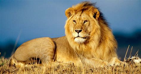 African Lion: Facts about the King of the Jungle | Safari Avventura