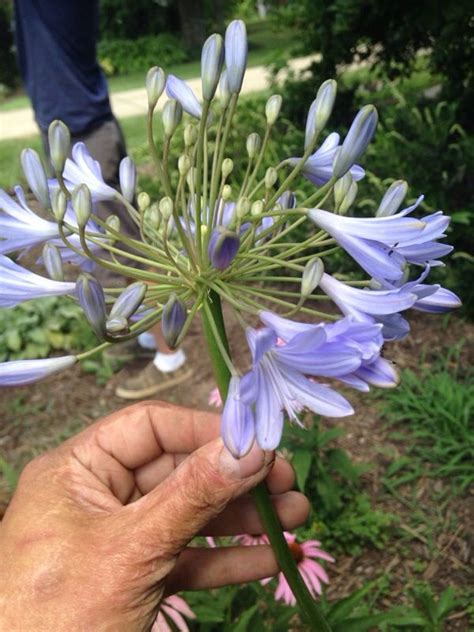 Agapanthus (agapanthus): A showy clump forming perennial for zones 8 and higher. Bears rounded ...