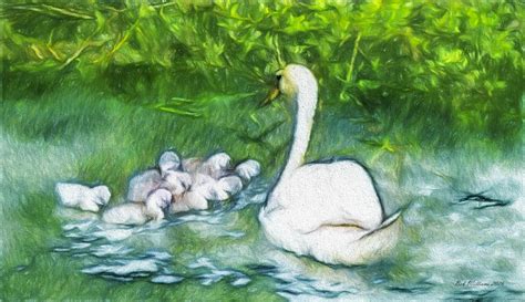 Swan With Signets Free Stock Photo - Public Domain Pictures