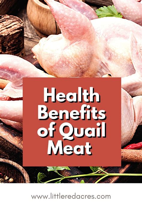 Quail meat is a prized source of protein and minerals. The health benefits of quail meat can be ...