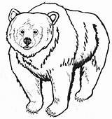Coloriage Ours 12244 Animaux – Dessin à Colorier Coloriages  sketch template
