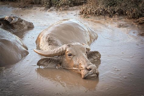 Poaching Animals Stock Photos, Images and Backgrounds for Free Download