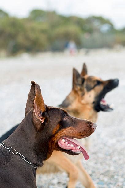 Best Doberman Barking Stock Photos, Pictures & Royalty-Free Images - iStock