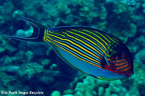 Acanthurus lineatus, Marshall Islands