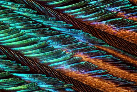 Peacock Feather under microscope by borda on DeviantArt