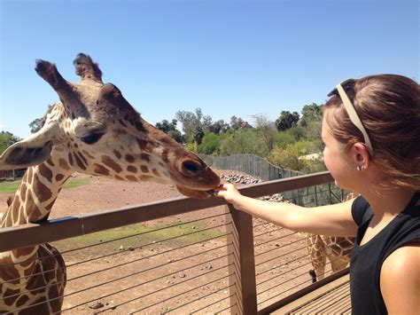 Feeding a Giraffe | Giraffe, Animals, Travel