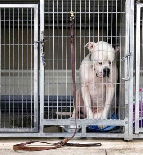 Heartbreaking Photo Of Dog In Shelter After His Family Leaves Him Goes ...