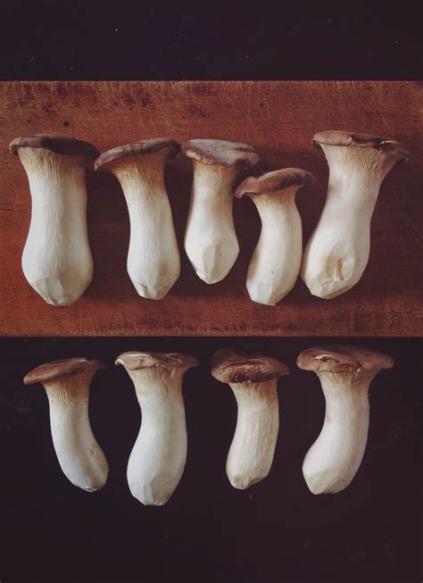 Oyster Mushroom Varieties - Insta Mushrooms