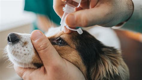 Dog Eye Infections: The Symptoms You Shouldn’t Ignore | Purina