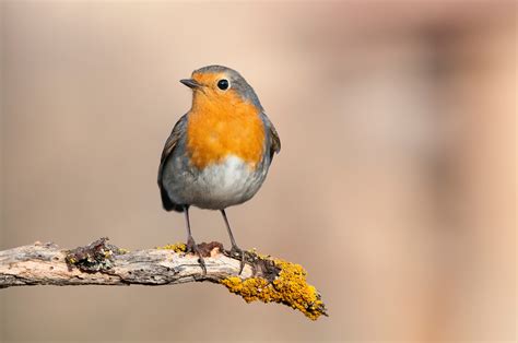 Robin Red Breast Bird Facts | Erithacus Rubecula