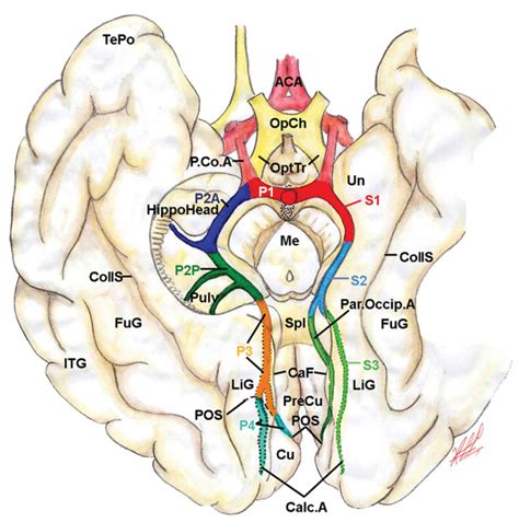 Illustration Showing the Anatomic (Right) and Surgical (Left) Classification of the Posterior ...