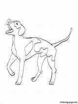 Coon Dog Coloring Pages At GetColoringscom  Free Printable Colorings sketch template