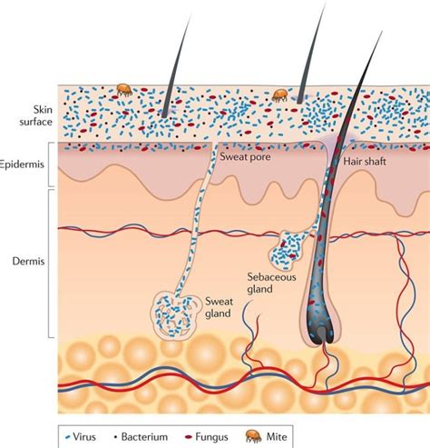 Skin Bacteria: How To Care For Your Skin Microbiome | Fiona Lawson