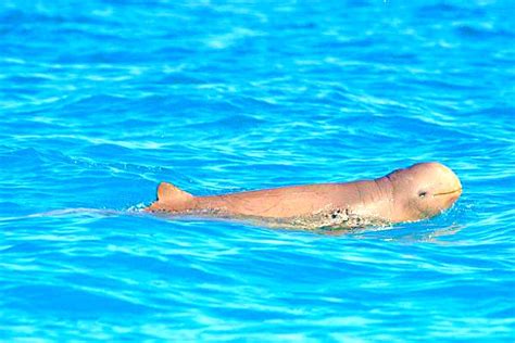 Australian snubfin dolphin (Orcaella heinsohni); Image ONLY