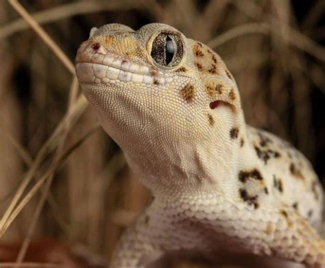 Frog-Eyed Gecko: Maintenance & Care - BuzzSharer.com