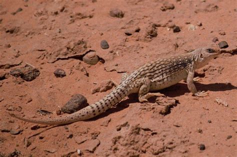 Desert Iguana – Facts, Size, Habitat, Pictures