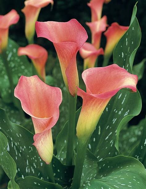 All About Calla Lilies