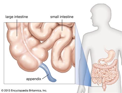 Appendix | Definition, Location, Function, & Facts | Britannica