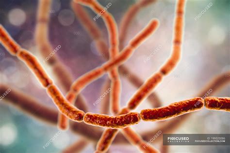 Digital illustration of chains of Streptobacillus moniliformis rat bite ...