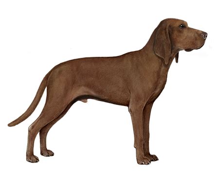 Redbone Coonhound Facts - Wisdom Panel™ Dog Breeds