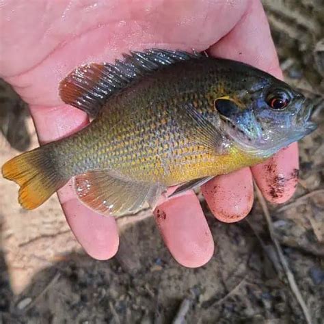 List of Sunfish Species 2023 [ID + Pictures] - Pond Informer