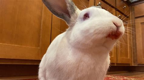 The Killer Rabbit of Caerbannog...?! Or just my Lucifer? : r/Rabbits