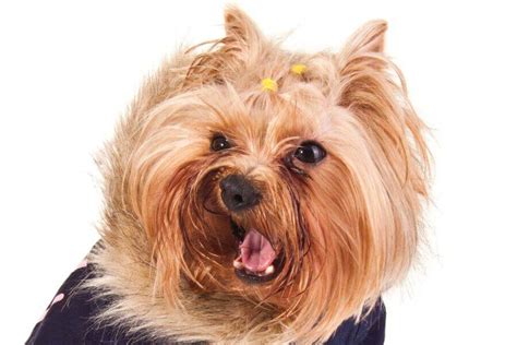 Yorkie Health Issues: 9 Genetic Disorders & 5 Common Health Problems ...