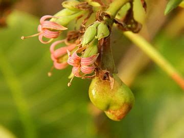 Cashew - Wikipedia