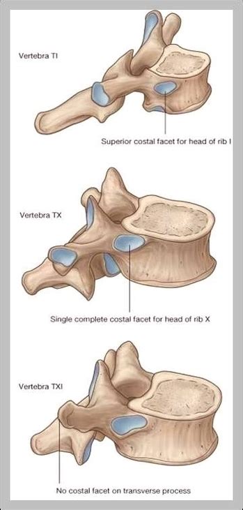 T1 vertebra – Graph Diagram