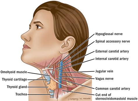 Learn About Primary Neck Cancer ‣ THANC Guide