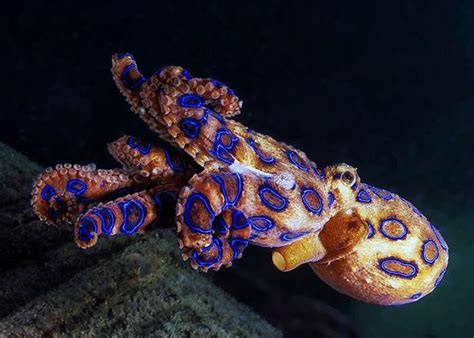 Blue-ringed octopus venom causes numbness, vomiting, suffocation, death