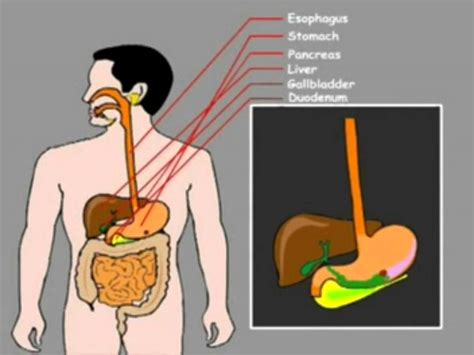 Human Digestive System In Animation - YouTube