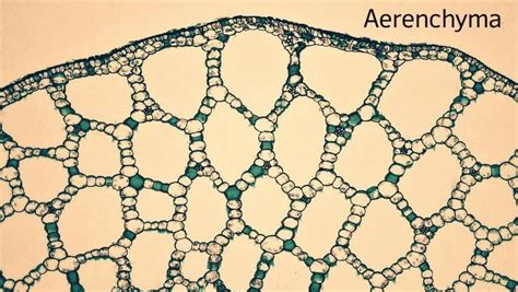 Aerenchyma providesA. Flexibility to plantsB. Mechanical strength to ...