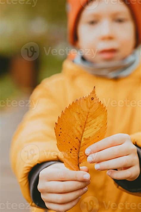 autumn yellow leaf close-up of child's hands. Autumn frame with a ...