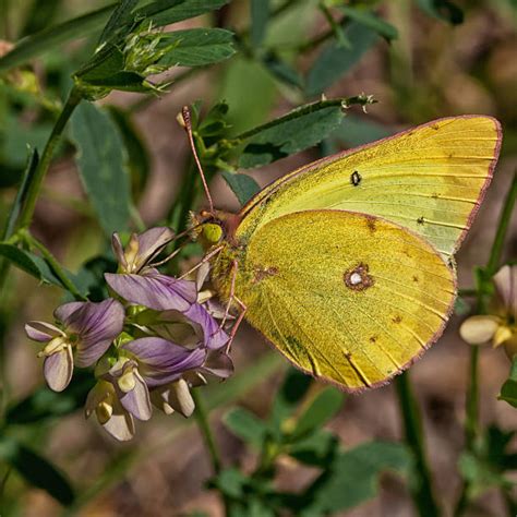 Clouded Sulphur Butterfly Stock Photos, Pictures & Royalty-Free Images ...