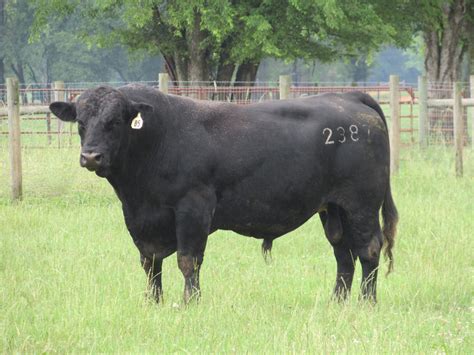 Bull Breeding Soundness Examinations - Alabama Cooperative Extension System